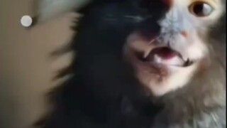 拇指猴，侏儒狨猴，保护动物