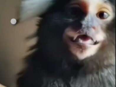 拇指猴，侏儒狨猴，保护动物