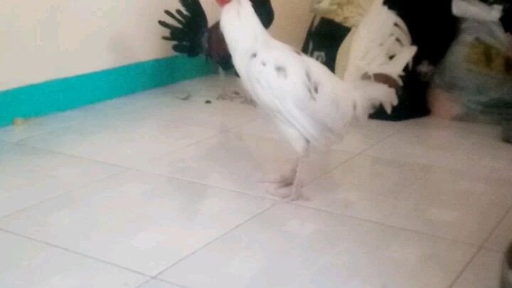 1st spar sinibalang vs dalusapi