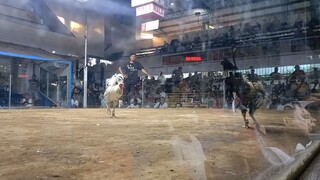 2nd fight champion 🏆🐓 super 2hits Cavite Coliseum #batanglandscape