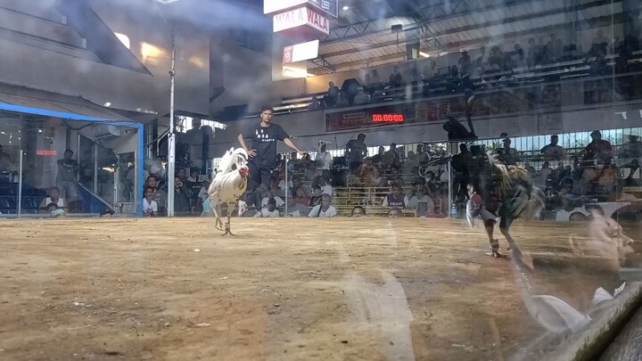 2nd fight champion 🏆🐓 super 2hits Cavite Coliseum #batanglandscape