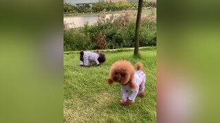 Lâu lâu dc dẫn đi chơi vậy đó :)) Theo dõi  xem video cún yêu nha meo meocute yeumeo yeudongvat dethuong anuong cunyeu