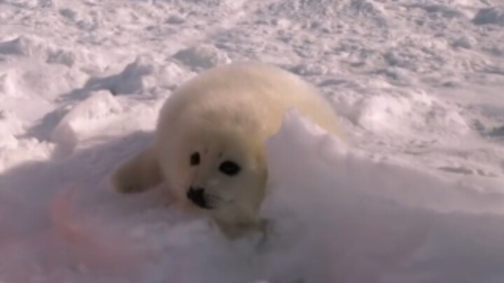 海豹宝宝每次都会被rua, 太可爱了，手忍不住