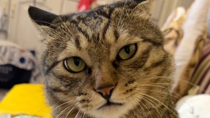 Kitten challenges itself to stay silent all day!