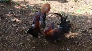 grabe ang galawan neto (slow motion)