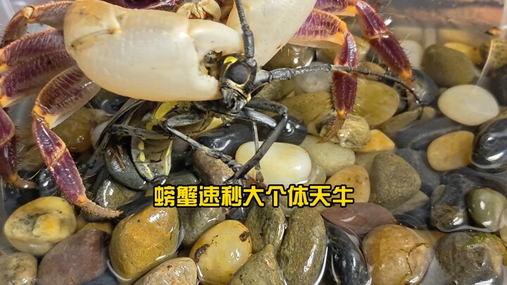 Crab instant step + powerful hand-cracking decapitation instantly takes down the longhorn beetle