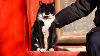 Mr. Black In The Forbidden City