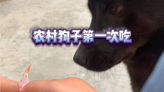 农村狗子第一次吃风干鸡肉肠