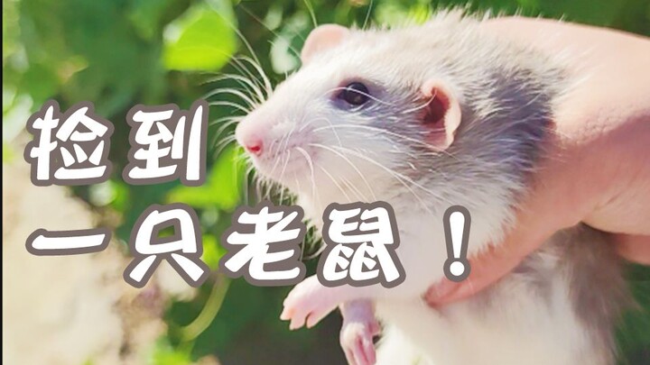 หืม? ตัวใหญ่พอใช้ได้เลย จับกลับไปกินแมว!