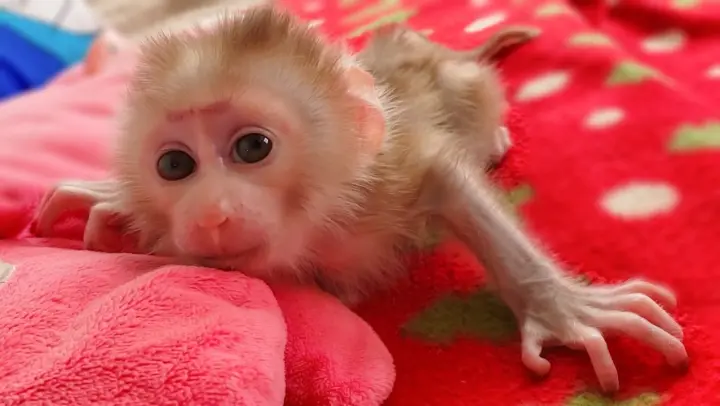 Smart monkey Luca waiting for Mom to comfort him very manners & patiently while playing alone