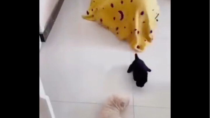 Makanan. Anjing. Manusia.