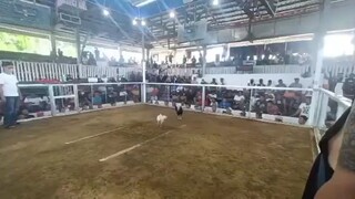 3rd Fight Win Whitey