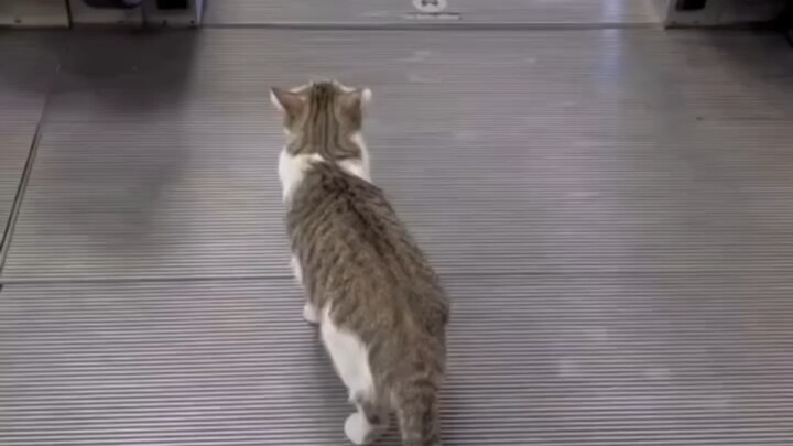 This cat is as steady as an old dog!