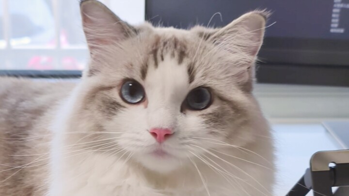 Tôi đến rồi, cơm đâu?