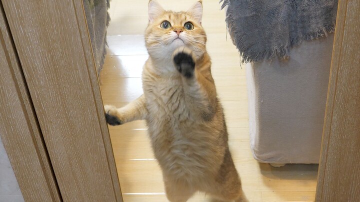 Chú mèo chẳng thể rời chủ nửa bước: hễ chủ vừa đóng cửa vào bếp là nó liền gãi cửa thình thịch, kêu 
