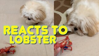 Cute Shih tzu Puppy's Reacts To Toy Lobster