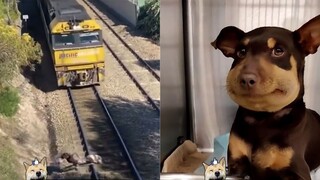 【Funny Animals】The man who risked his life to save a dog