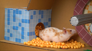 ภารกิจของหนูแฮมสเตอร์ EP 228