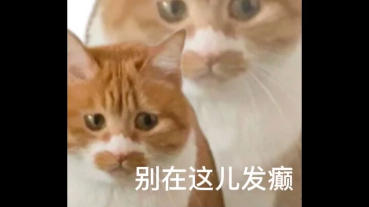 Why are there still cats on the shore? Am I just that good at spotting cats?