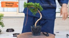 HOW TO SHAPE BONSAI TREE