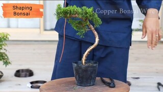 HOW TO SHAPE BONSAI TREE