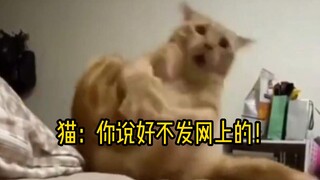 “当事喵强烈要求删除的视频”