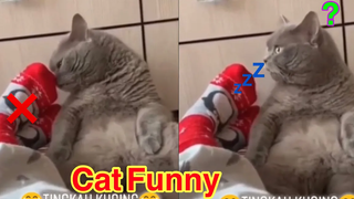 รวมคลิปแมวตลกๆ ขำขำ น่ารัก funny cat compilation 2021