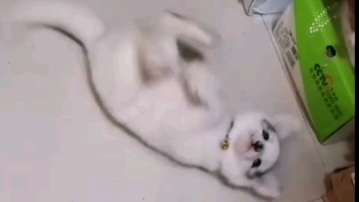 Khi biết mình đã sai, cô cáo nhỏ lại ra sức dỗ dành