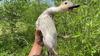 I made my friend's Call Duck, worth tens of thousands of dollars, fly away. I admit I panicked.
