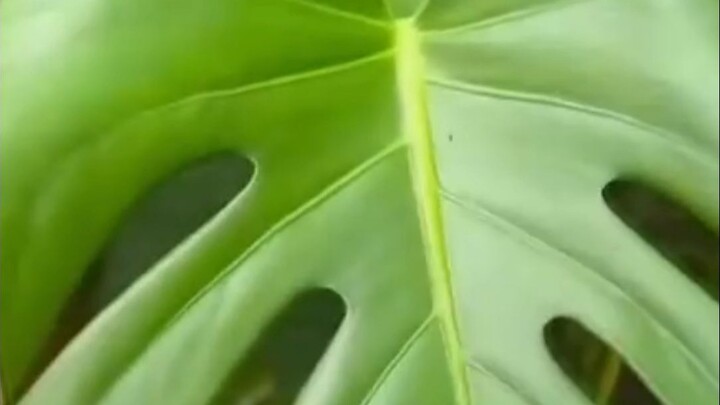 ฟิโลเดนดรอน: ชะตาชีวิตอยู่ที่ฉัน ไม่ใช่ฟ้ากำหนด