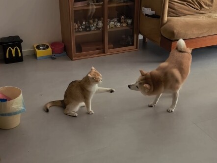 ลูกสุนัขจอมซ่าที่พยายามกินอากาศของฝ่ายตรงข้ามให้หมด!