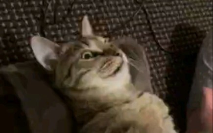 Cat: I’ve never felt this good in my life…