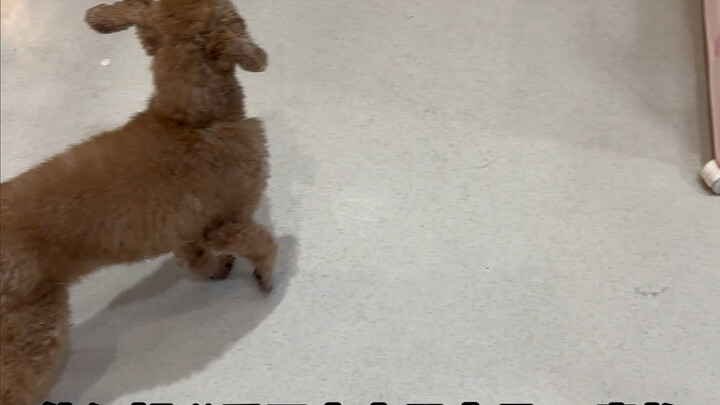 Revisiting the pet store where I bought a shell ten years ago ~ #cutepets #dog #awfulbehaviorscontes
