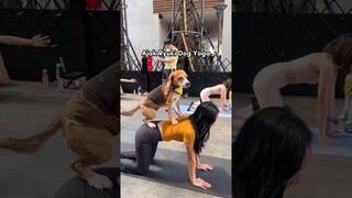 PERTAMA KALI IKUT YOGA BARENG ANABUL‼️😍🧘🏻‍♀️ #shorts #anjinglucu