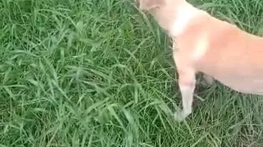 aso na vegetarian viral