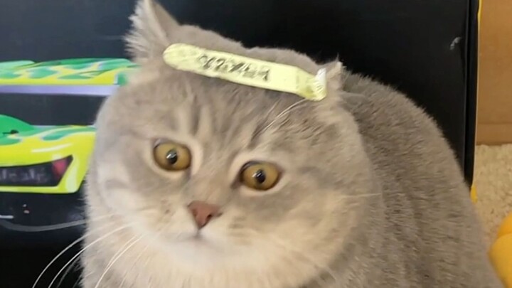 It'd be such a waste if we didn't tease the little kitten!