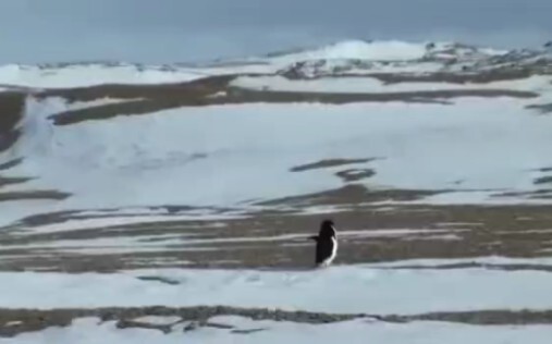 Goodbye, interstellar penguins