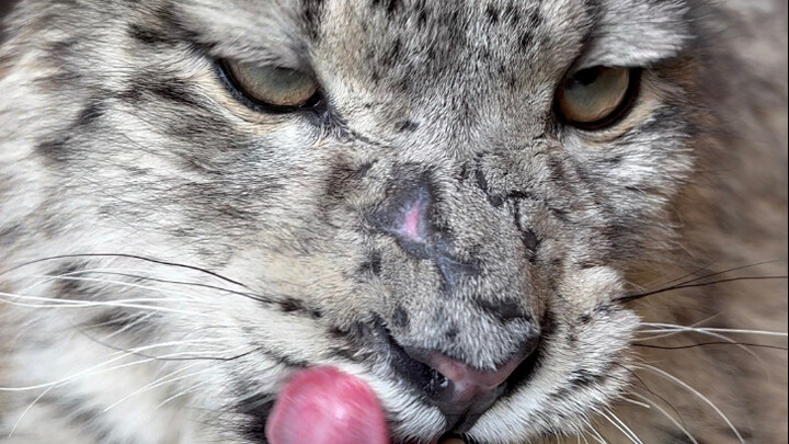 Macan susu Sangsang